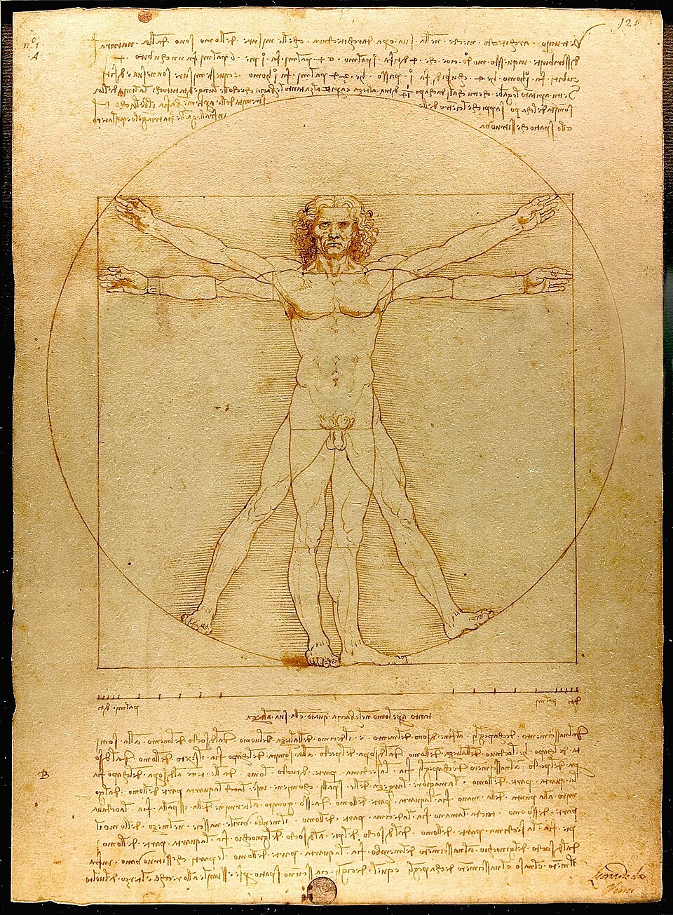 Leonardo's Vitruvian Man: Where Art Meets Science & Ideal Proportions